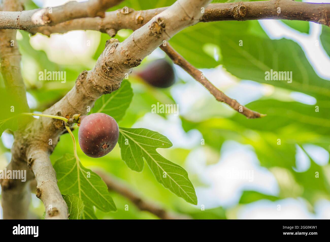 Red fruit fig tree hi-res stock photography and images - Alamy