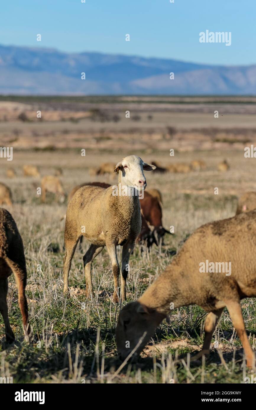 Vertical shot of a flock of sheep in South Spain grazing grass on a ...