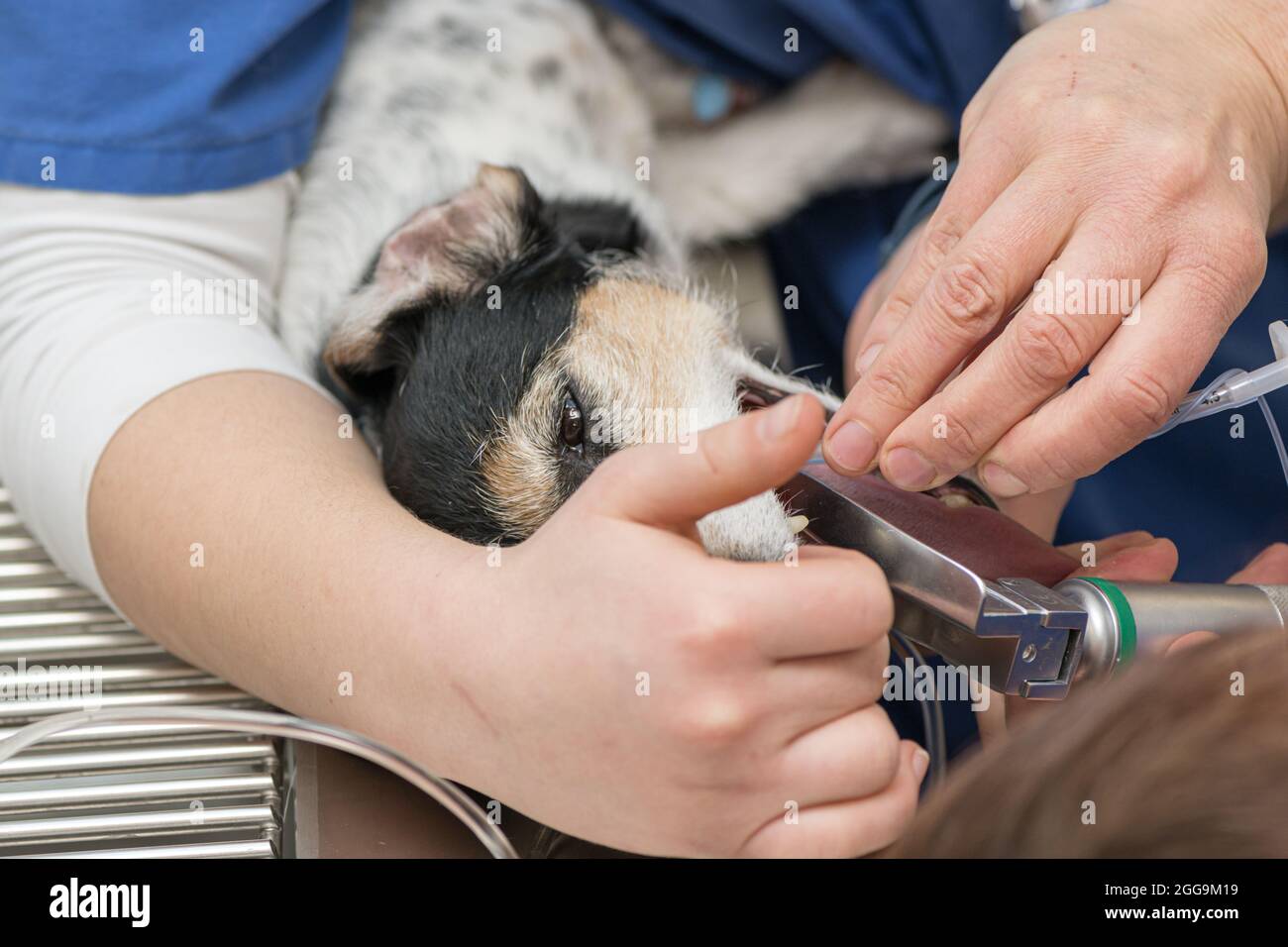 Vet prepares small cute sick Jack Russell Terrier dog for surgery in the veterinary clinic. He is intubated for artificial respiration. Stock Photo