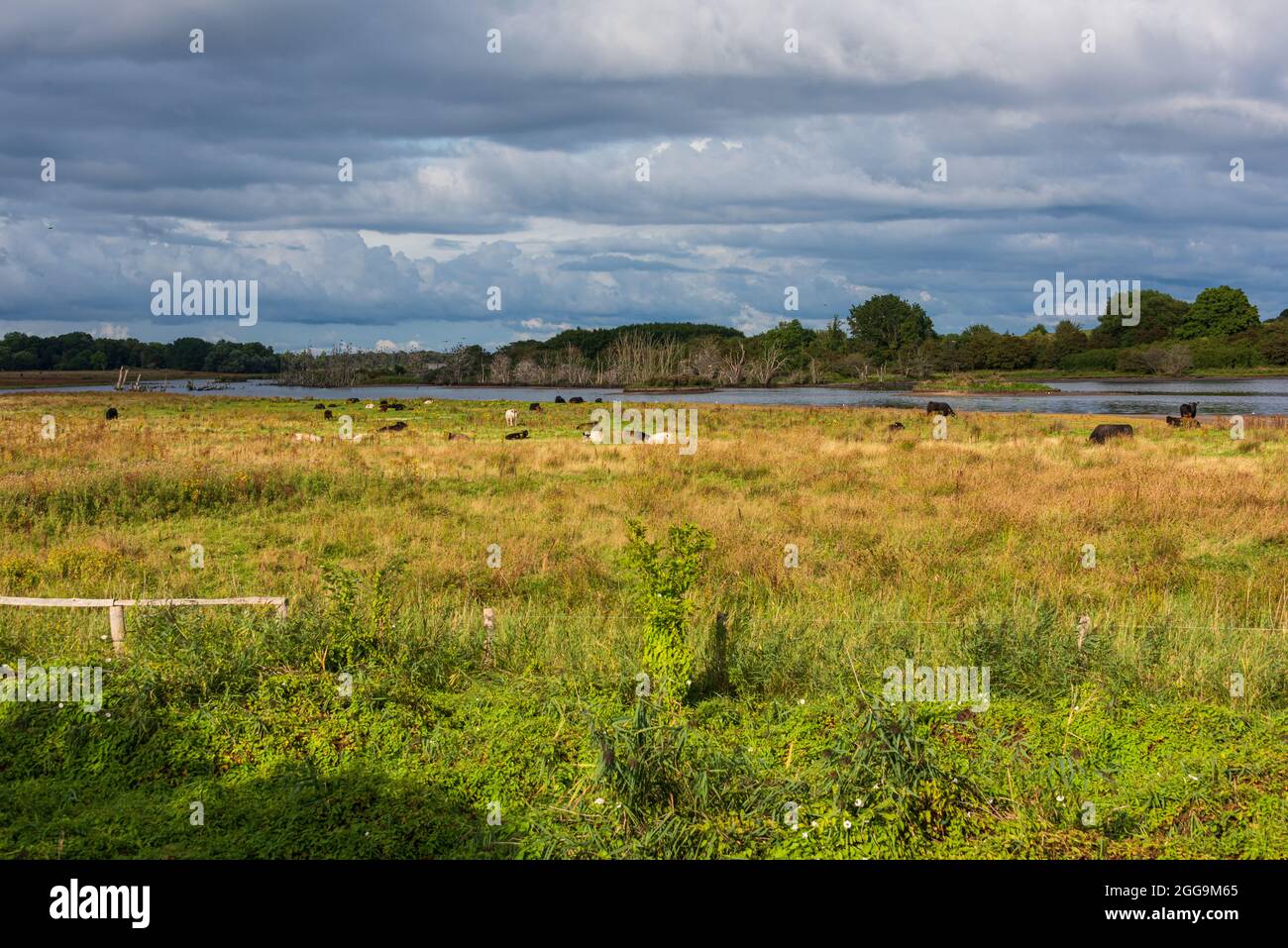 Die renaturierte Geltinger Birk an der Ostsee in Schleswig-Holstein mit ganzjährig hier lebenden Rindern an einem Sommerabend Stock Photo