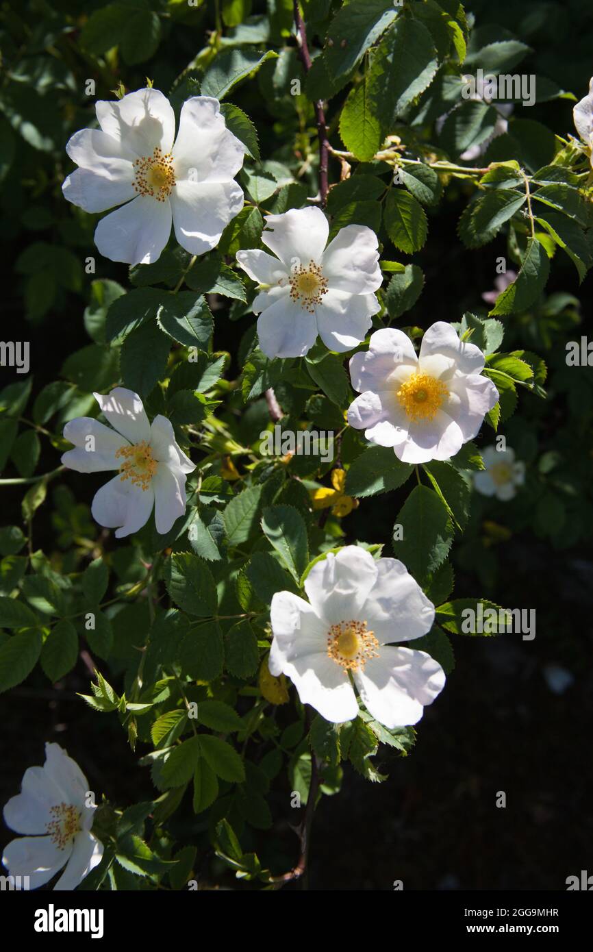 A wild rose bush in bloom in Hampshire in the UK Stock Photo Alamy