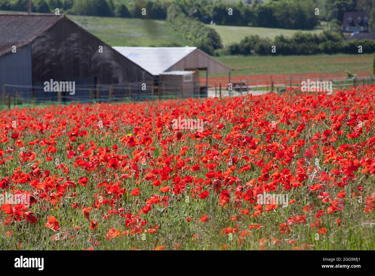 Poppies growing on a farm in Hampshire in the UK Stock Photo