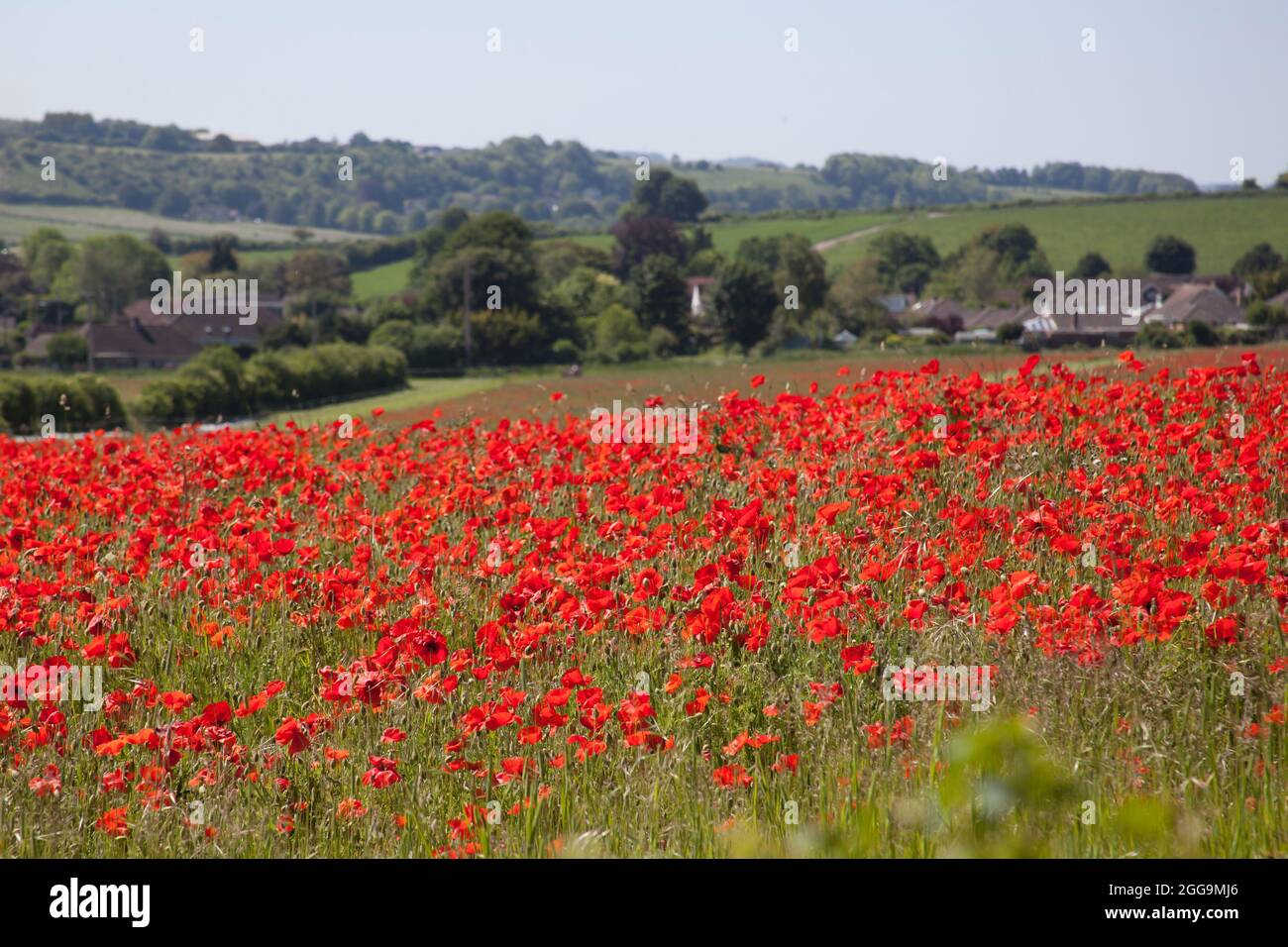 Poppies growing on a farm in Hampshire in the UK Stock Photo