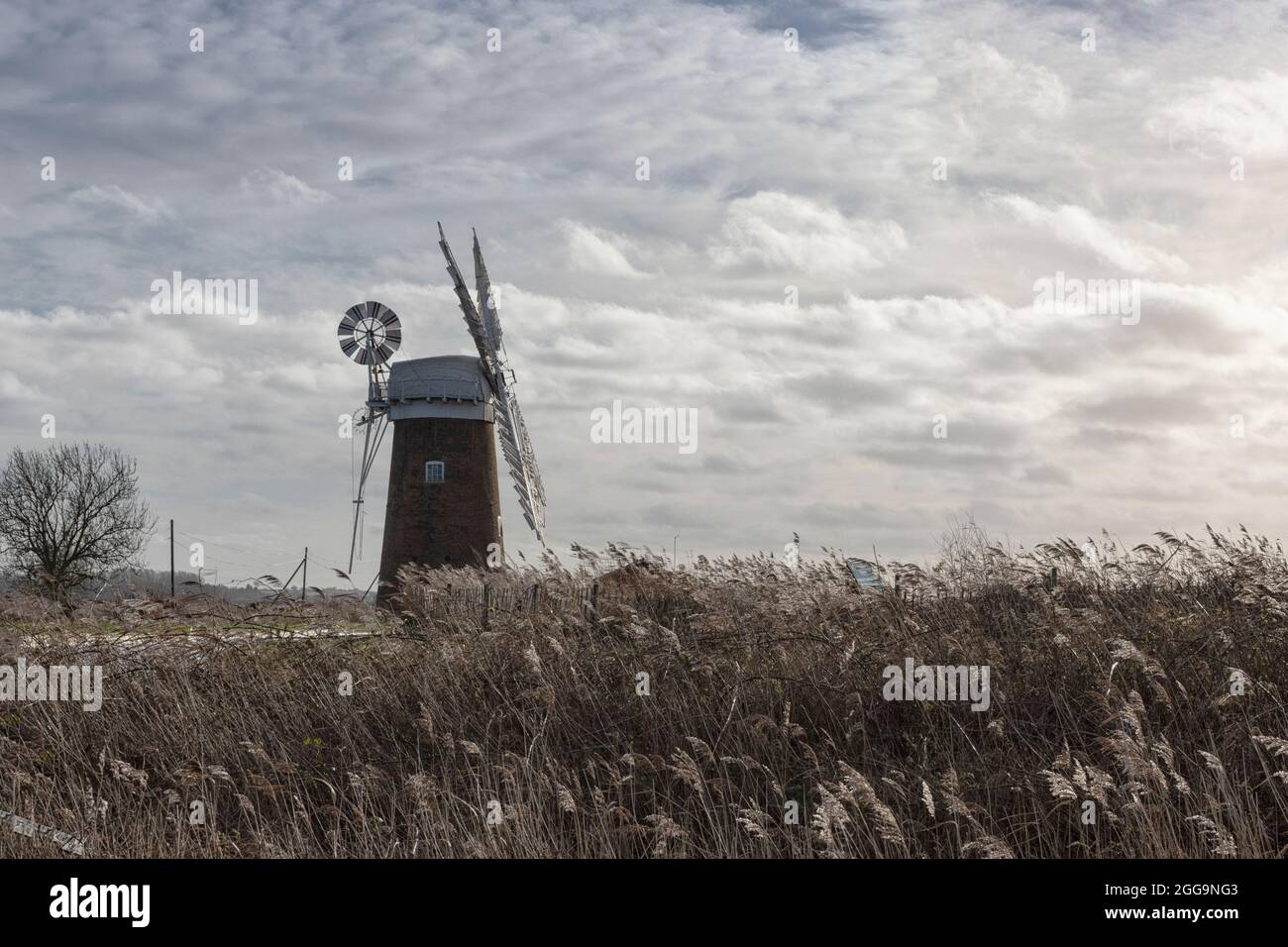 Horsey Mill standing in the reedbeds, The Norfolk Broads, East Anglia, UK Stock Photo