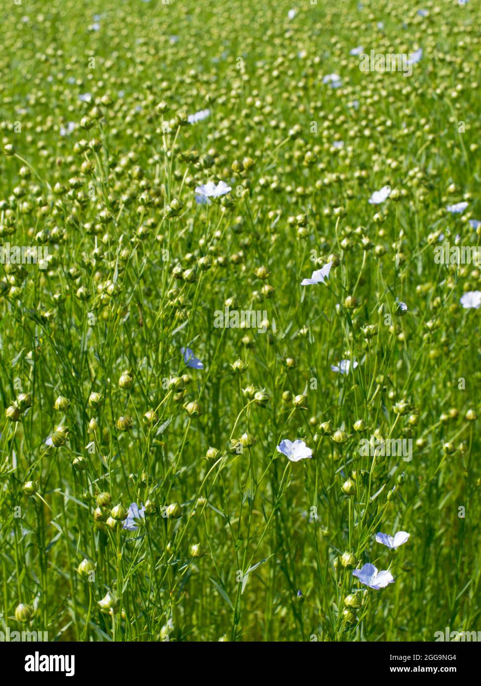 Lin cultive hi-res stock photography and images - Alamy