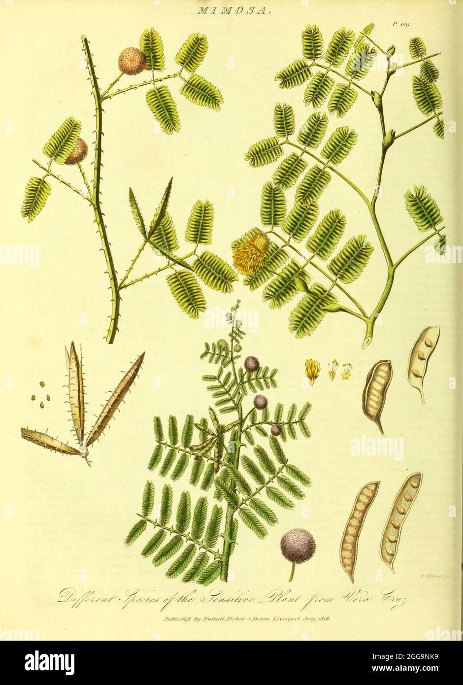 Mimosa from Vol II of the book The universal herbal : or botanical, medical and agricultural dictionary : containing an account of all known plants in the world, arranged according to the Linnean system. Specifying the uses to which they are or may be applied By Thomas Green,  Published in 1816 by Nuttall, Fisher & Co. in Liverpool and Printed at the Caxton Press by H. Fisher Stock Photo