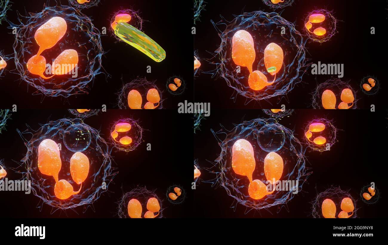 3D illustration of Phagocytosis. Neutrophe that uses its plasma membrane to engulf bacteria. From endocytosis to exocytosis. Digestion process in phag Stock Photo
