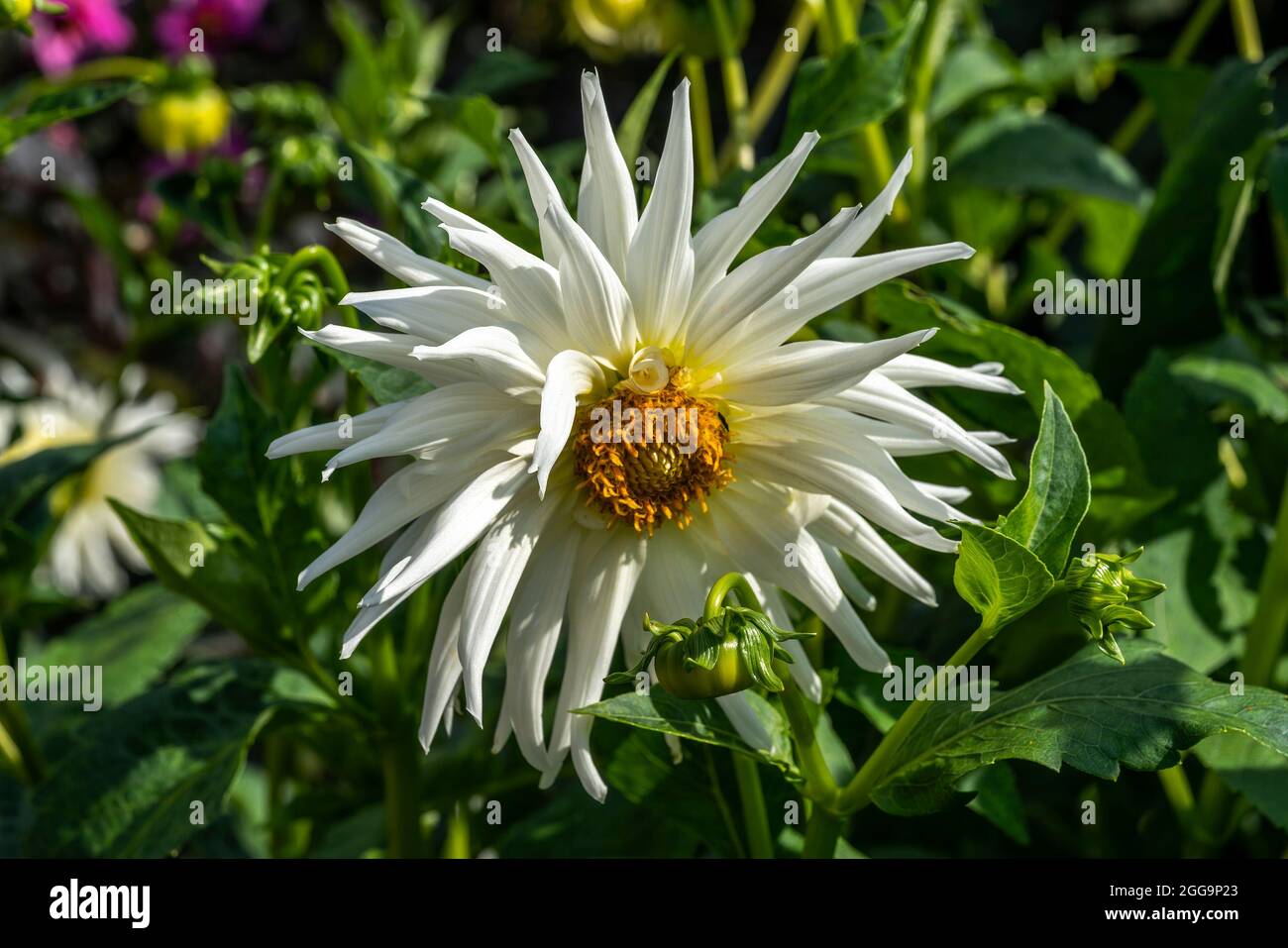 Dahlia 'My Love' a summer autumn flowering plant with a white summertime flower which is a semi cactus variety, stock photo image Stock Photo