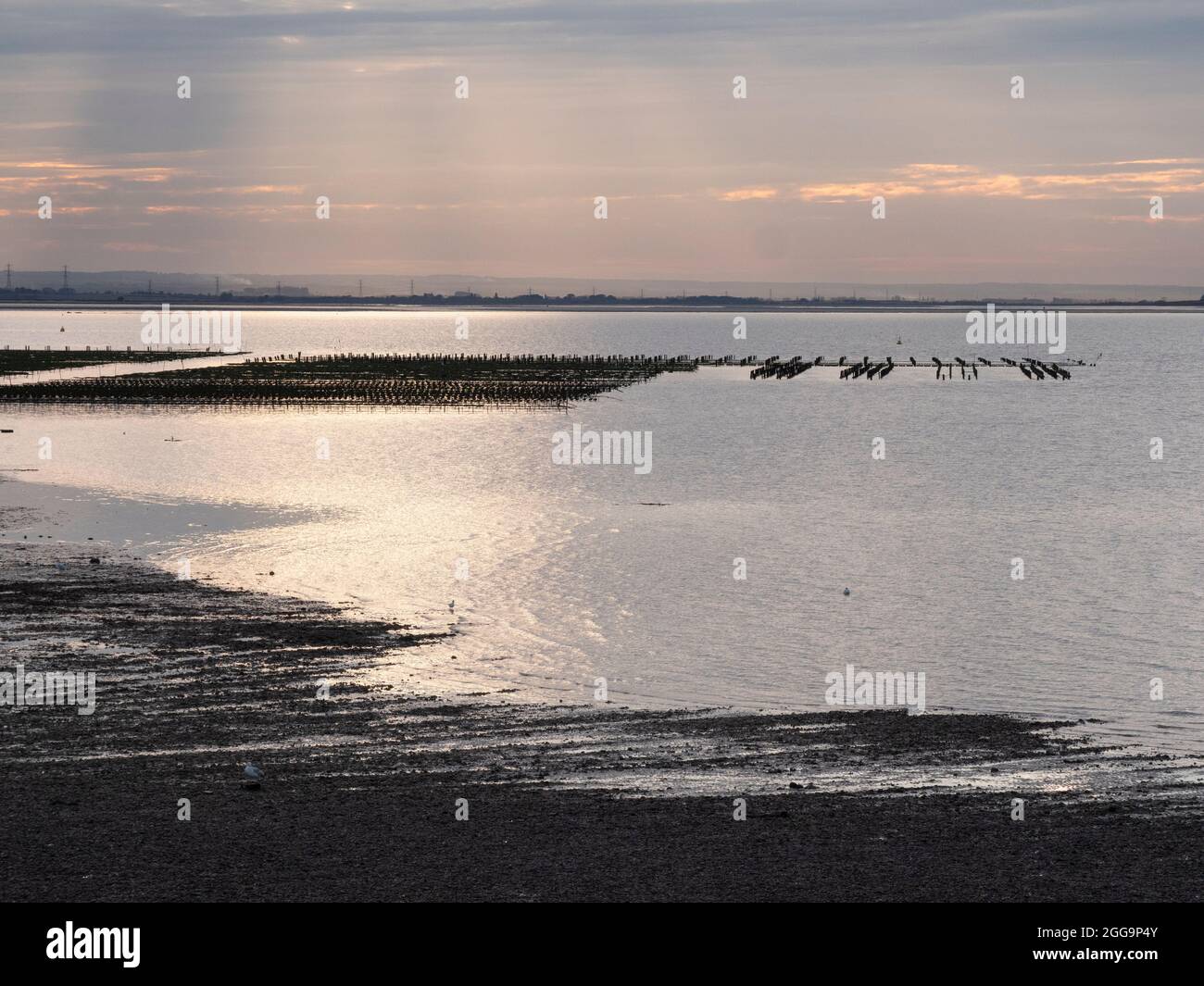 Oyster beds Whitstable, Kent, England Stock Photo