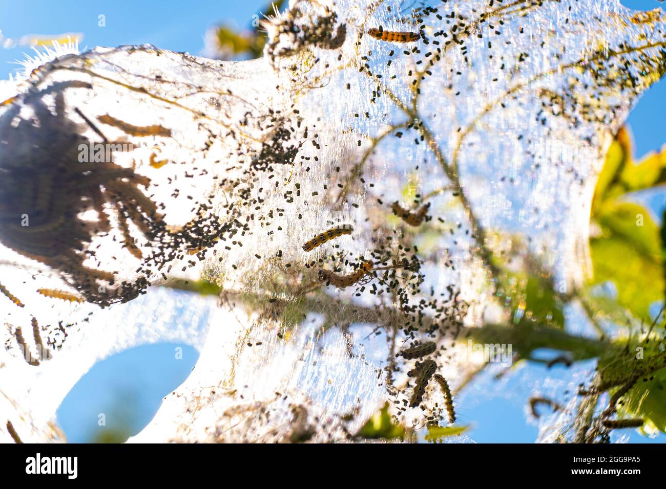 spider web with caterpillars eat tree . Stock Photo