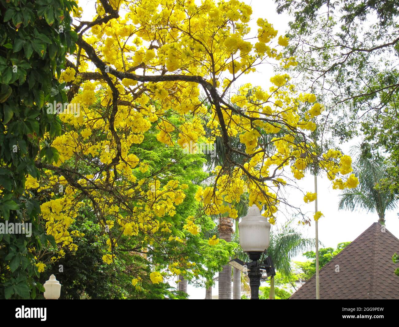 yellow ipe tree integrated into the city environment Stock Photo