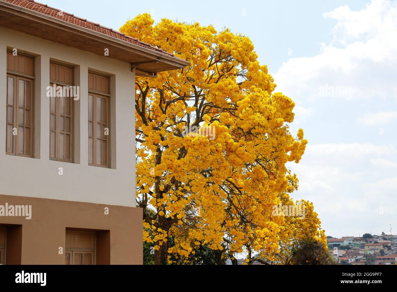 yellow ipe tree integrated into the city environment Stock Photo
