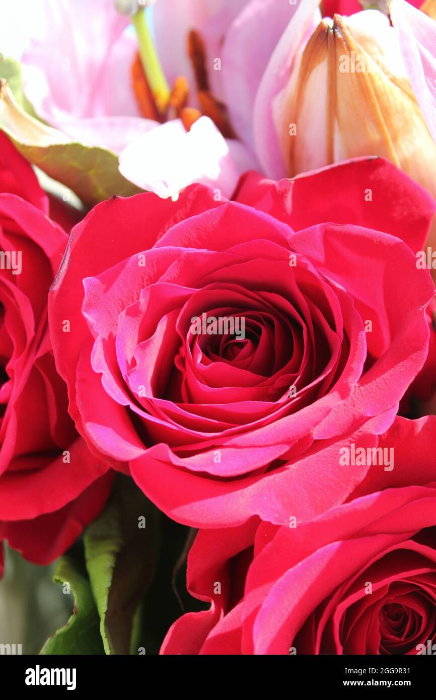 Beautiful bright red roses in full bloom in the bright summer sun Stock ...