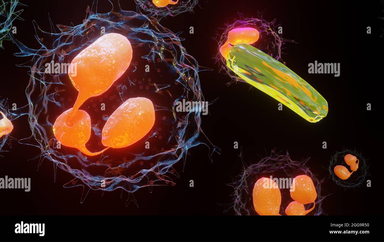 3D illustration of Phagocytosis. Neutrophe that uses its plasma membrane to engulf bacteria. From endocytosis to exocytosis. Digestion process in phag Stock Photo