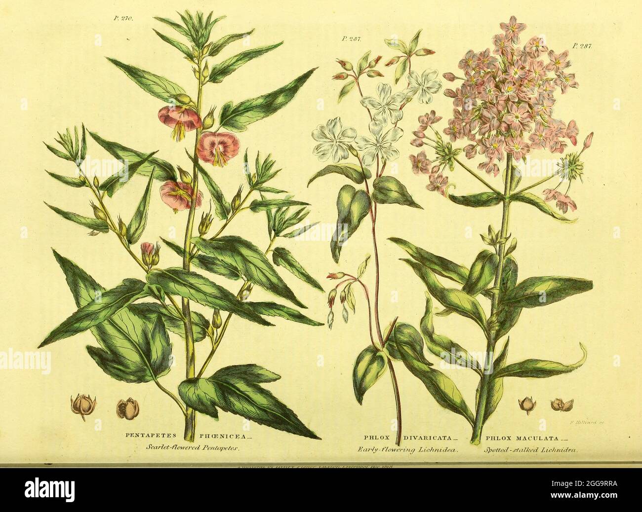 Pentapetes phoenicea [Scarlet flowered Pentapetes] Phlox divaricata [Early flowring Lichnidea] and Phlox maculata Spotted-stalked Lichnidea] from Vol II of the book The universal herbal : or botanical, medical and agricultural dictionary : containing an account of all known plants in the world, arranged according to the Linnean system. Specifying the uses to which they are or may be applied By Thomas Green,  Published in 1816 by Nuttall, Fisher & Co. in Liverpool and Printed at the Caxton Press by H. Fisher Stock Photo
