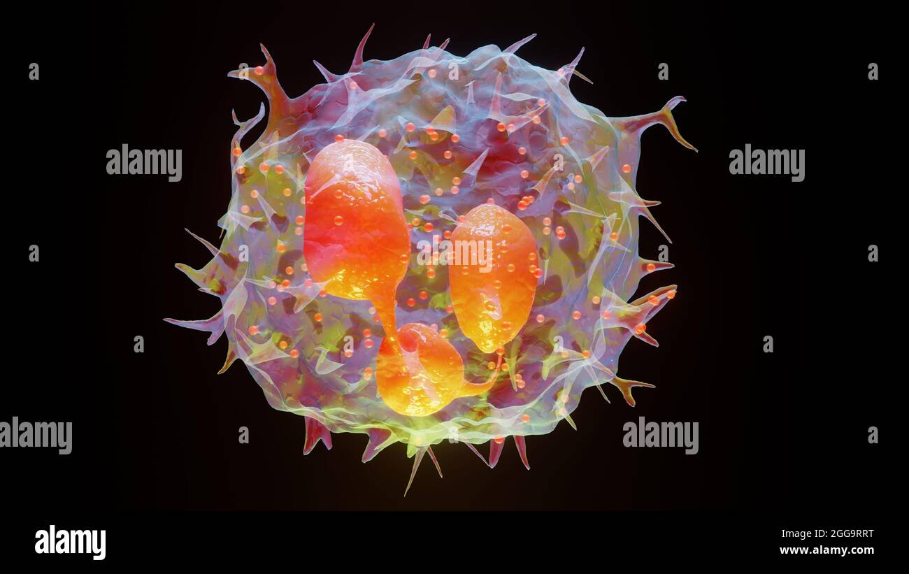 3D illustration of Phagocytosis. Neutrophe that uses its plasma