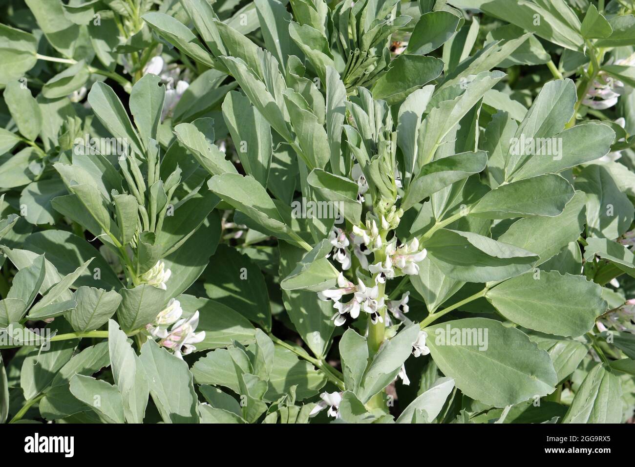 Broad bean, Vicia faba, plants with flowers in bright sunlight and no background. Stock Photo