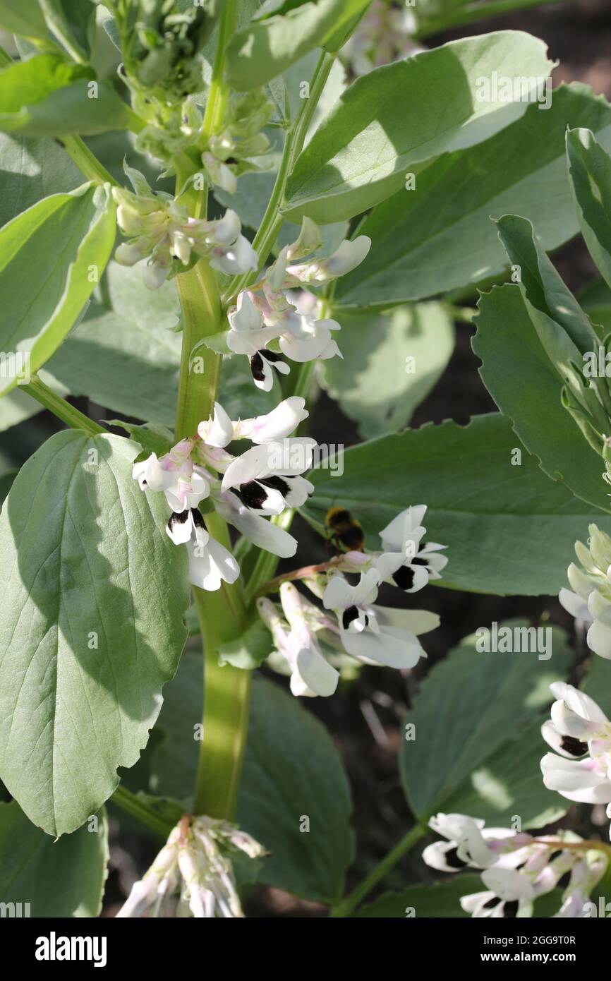 Broad bean, Vicia faba, plants with flowers in bright sunlight and no background. Stock Photo