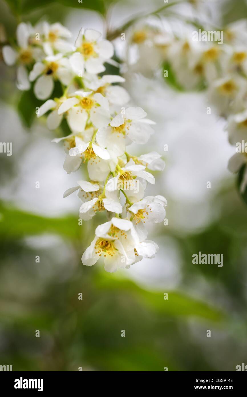 Blooming branch of bird cherry with white flowers on blurred background Stock Photo