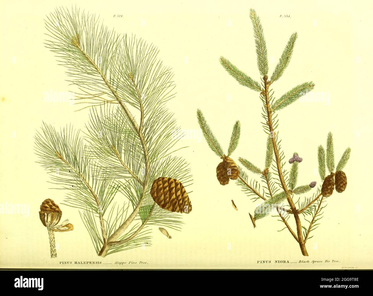 Pinus halepensis [Aleppo Pine Tree] and Pinus Nigra [Black Spruce Fir Tree] from Vol II of the book The universal herbal : or botanical, medical and agricultural dictionary : containing an account of all known plants in the world, arranged according to the Linnean system. Specifying the uses to which they are or may be applied By Thomas Green,  Published in 1816 by Nuttall, Fisher & Co. in Liverpool and Printed at the Caxton Press by H. Fisher Stock Photo