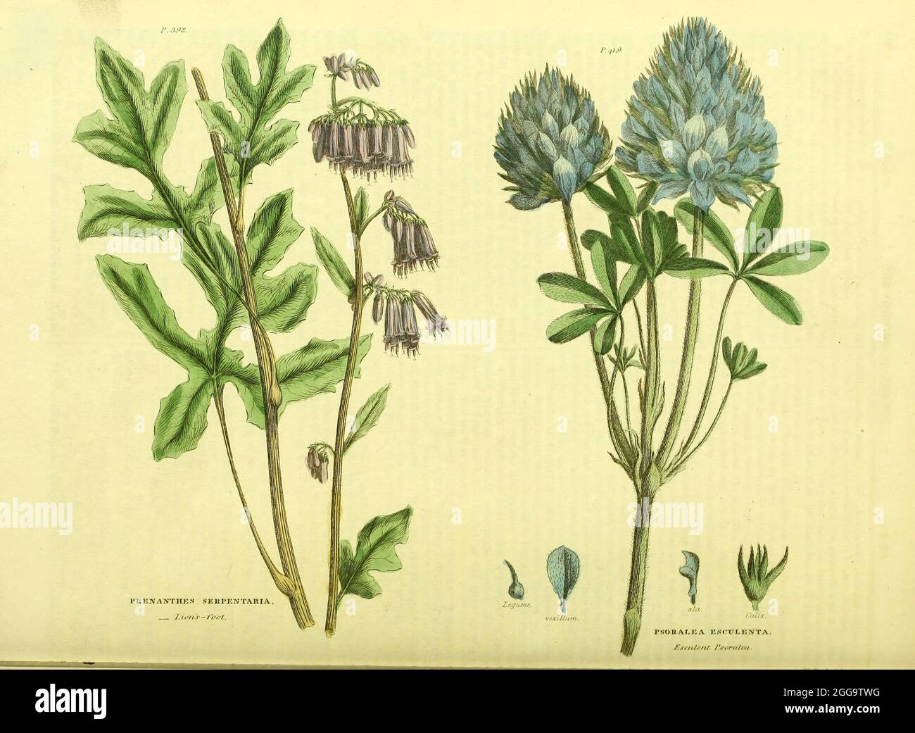 Prenanthens serpentaria [Lions-foot], Psoralea esculenta [Esculent Psoralca] from Vol II of the book The universal herbal : or botanical, medical and agricultural dictionary : containing an account of all known plants in the world, arranged according to the Linnean system. Specifying the uses to which they are or may be applied By Thomas Green,  Published in 1816 by Nuttall, Fisher & Co. in Liverpool and Printed at the Caxton Press by H. Fisher Stock Photo