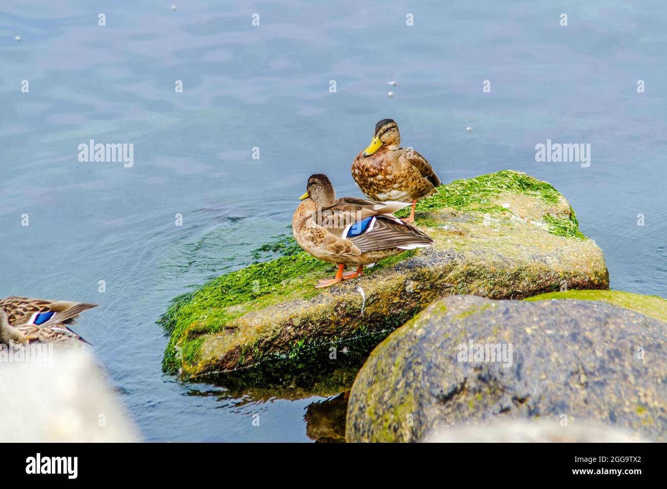 ducks on colorful sea stones covered with algae and seaweed Stock Photo