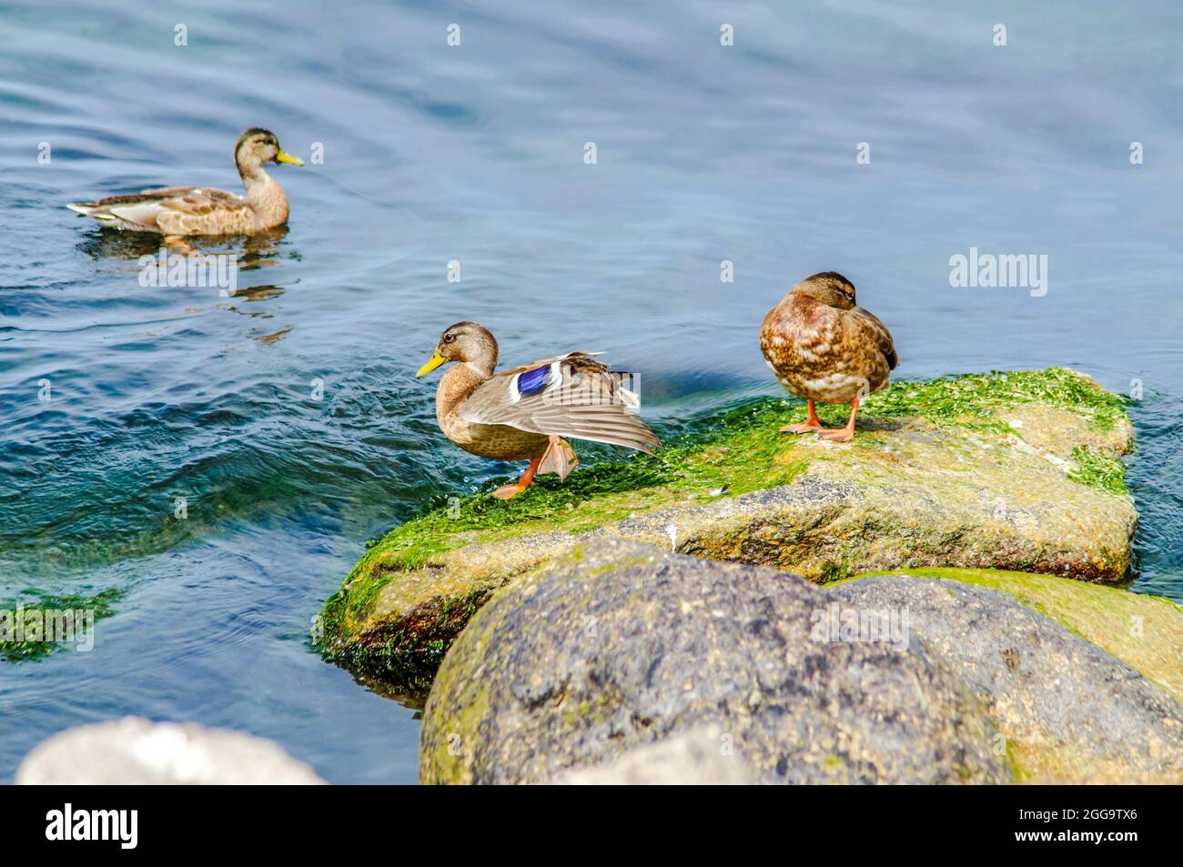 ducks on colorful sea stones covered with algae and seaweed Stock Photo
