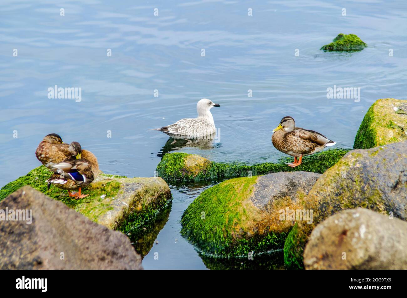 seagull and ducks on colorful sea stones overgrown with algae and seaweed Stock Photo