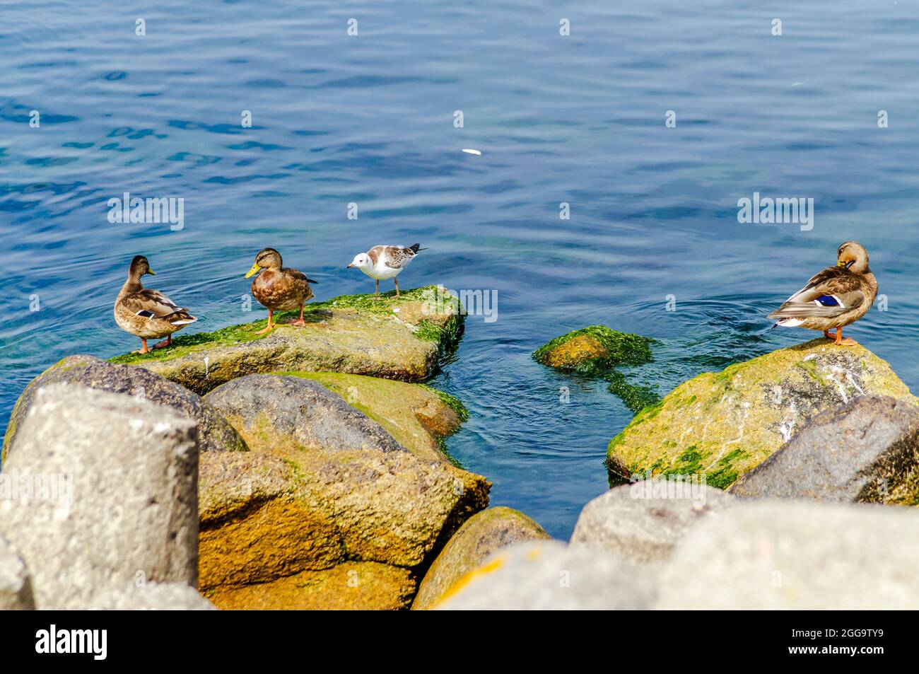 seagull and ducks on colorful sea stones overgrown with algae and seaweed Stock Photo