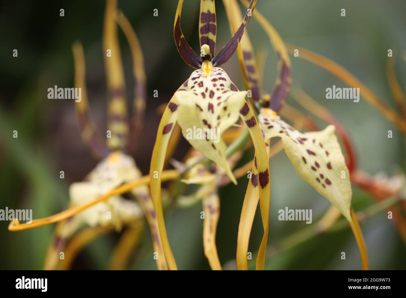Orchid Hybrids - Spider Orchid Brassia 'Eternal Wind Gx Stock Photo
