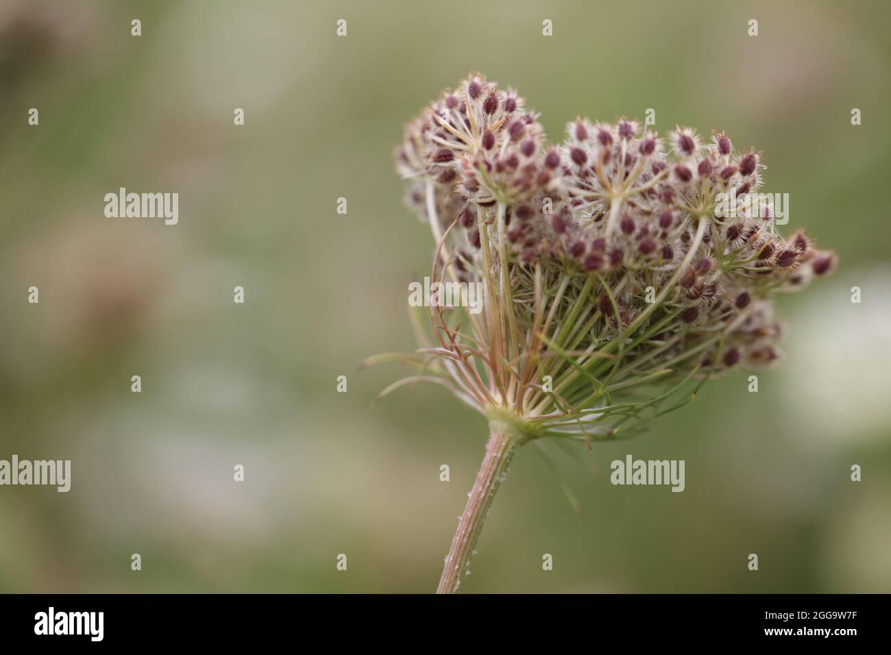 Wild Carrot also known as Queen Anne's Lace  ( Daucus carota ) Stock Photo