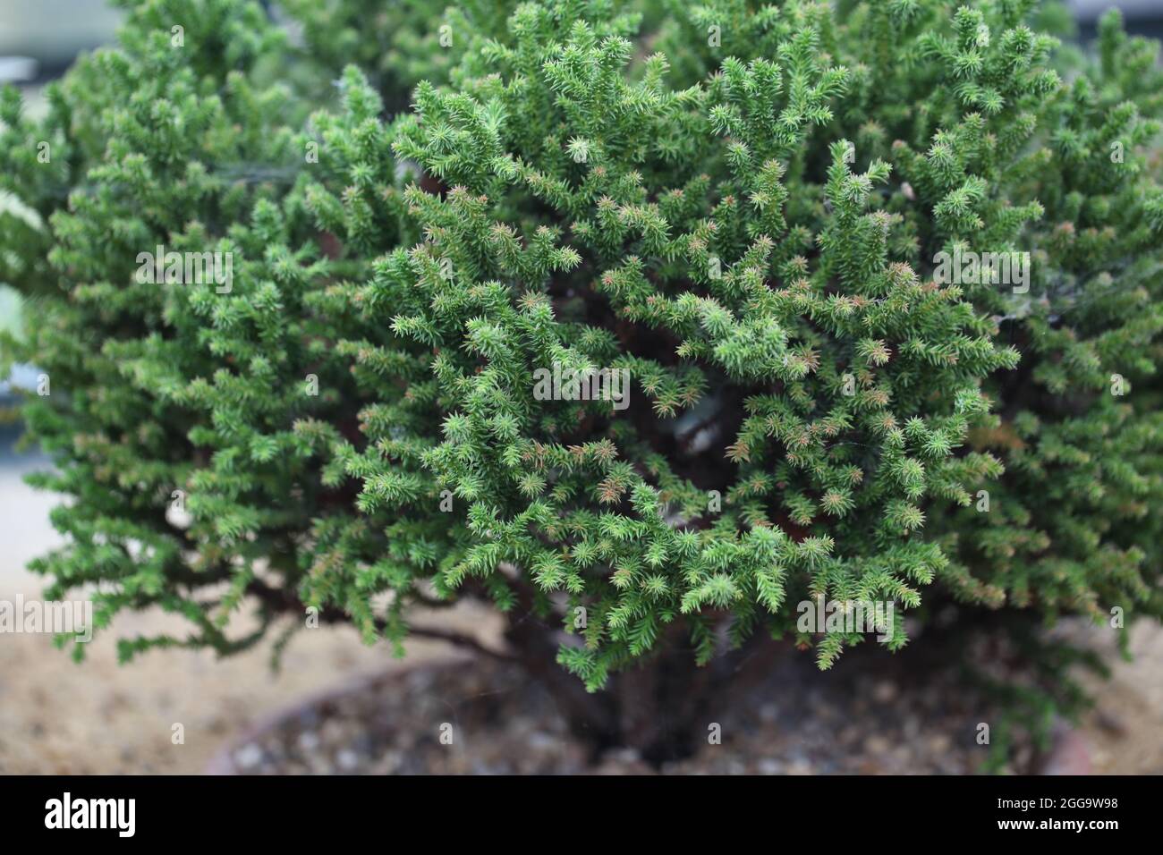Dwarf Japanese Cedar tree  ( Cryptomeria japonica ) Stock Photo