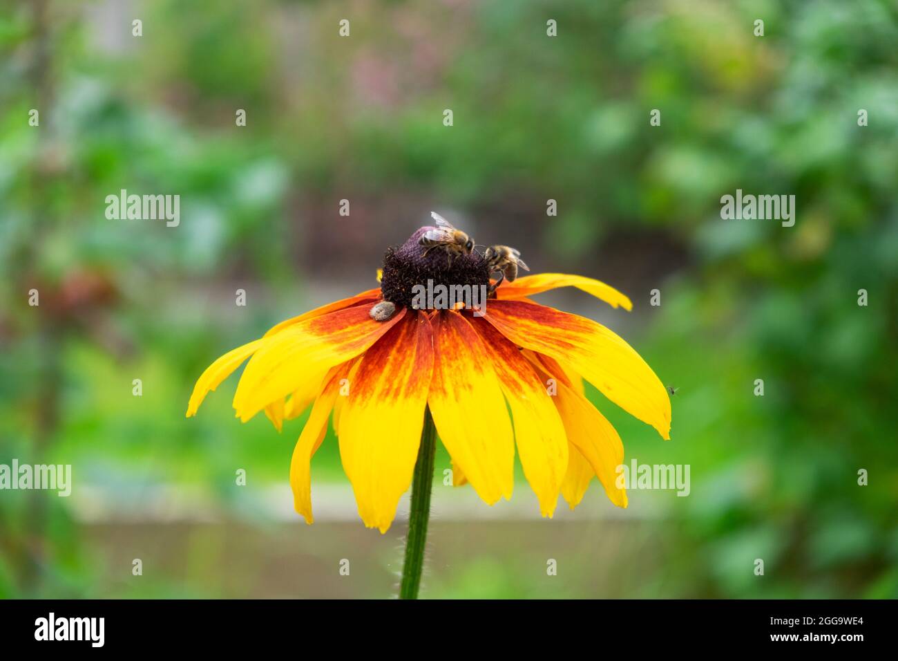Honey bees and insect feeding on yellow and red rudbeckia flower in bloom in summer garden rural Carmarthenshire Wales UK Great Britain   KATHY DEWITT Stock Photo