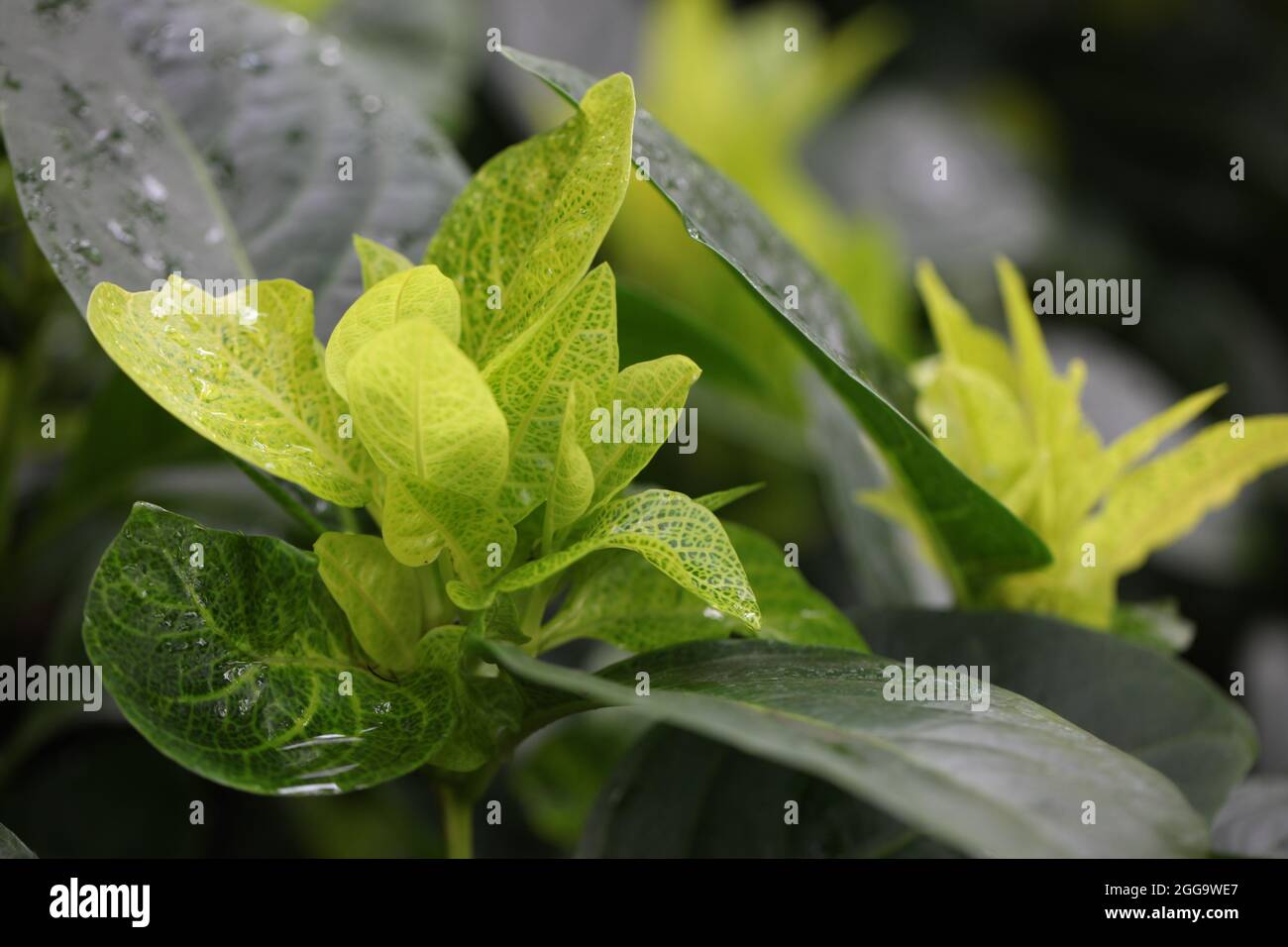 Science And Nature Concept Close Up Of Hydrophobic Action On Green Plant Leaves Stock Photo Alamy