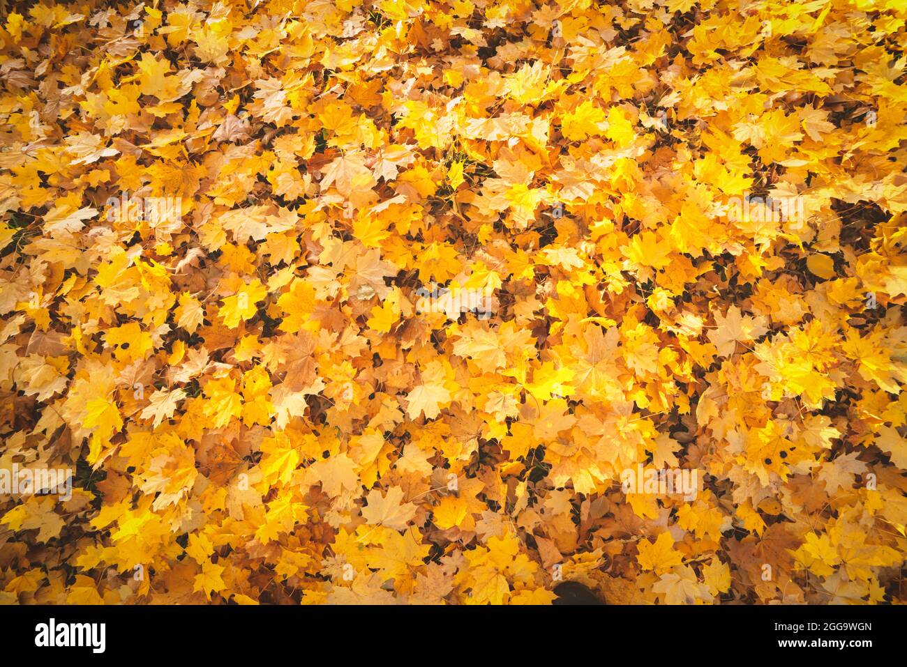 Orange leaves texture closeup. Autumn fall yellow folliage background. Nature season concept Stock Photo