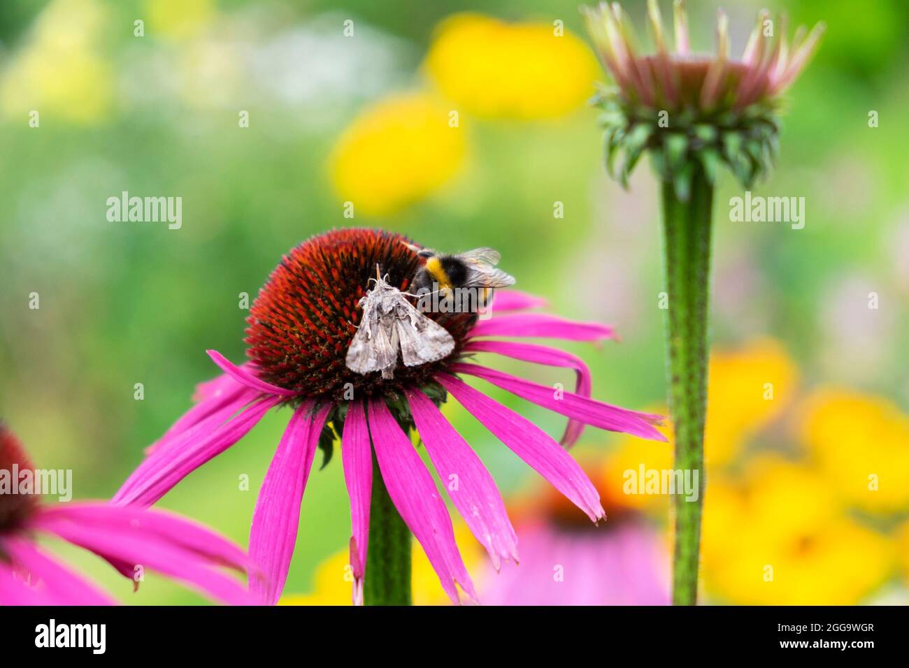 Honey bee and brown moth feeding on purple echinacea flower in summer garden herbaceous border in Carmarthenshire Wales UK Great Britain KATHY DEWITT Stock Photo