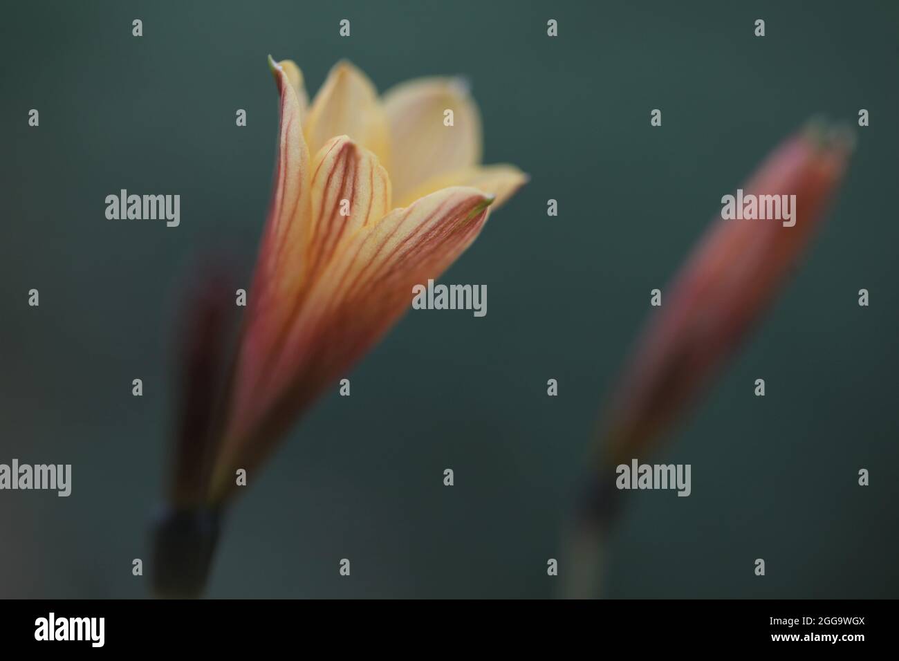 Close-up of Rain Lily plant ( Habranthus gracifolius ) Stock Photo