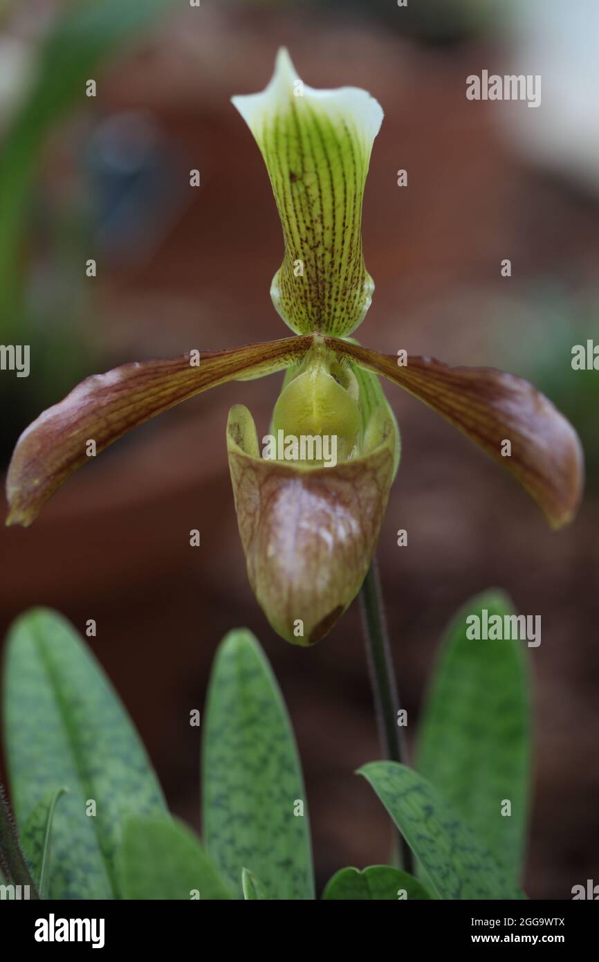 Orchid Close -up  Paphiopedilum tonsum ' Tom Dundon ' Stock Photo