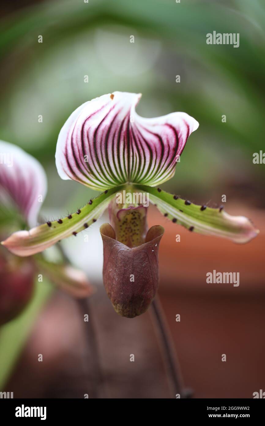 Slipper Orchid  Paphiopedilum Faire-Maud Stock Photo