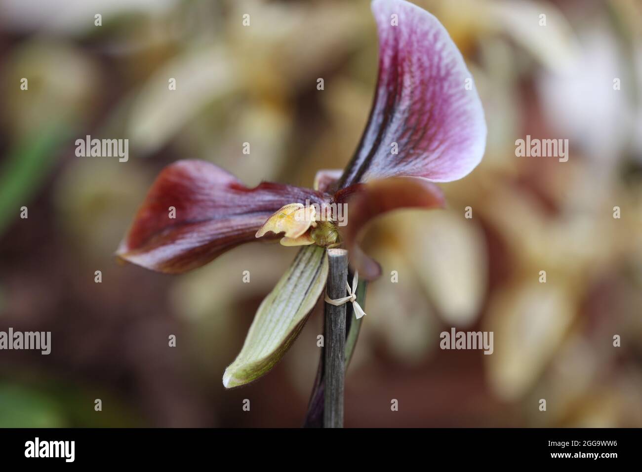 Orchid Hybrids Slipper Orchid , Paphiopedilum King Arthur 'Burgoyne' Stock Photo