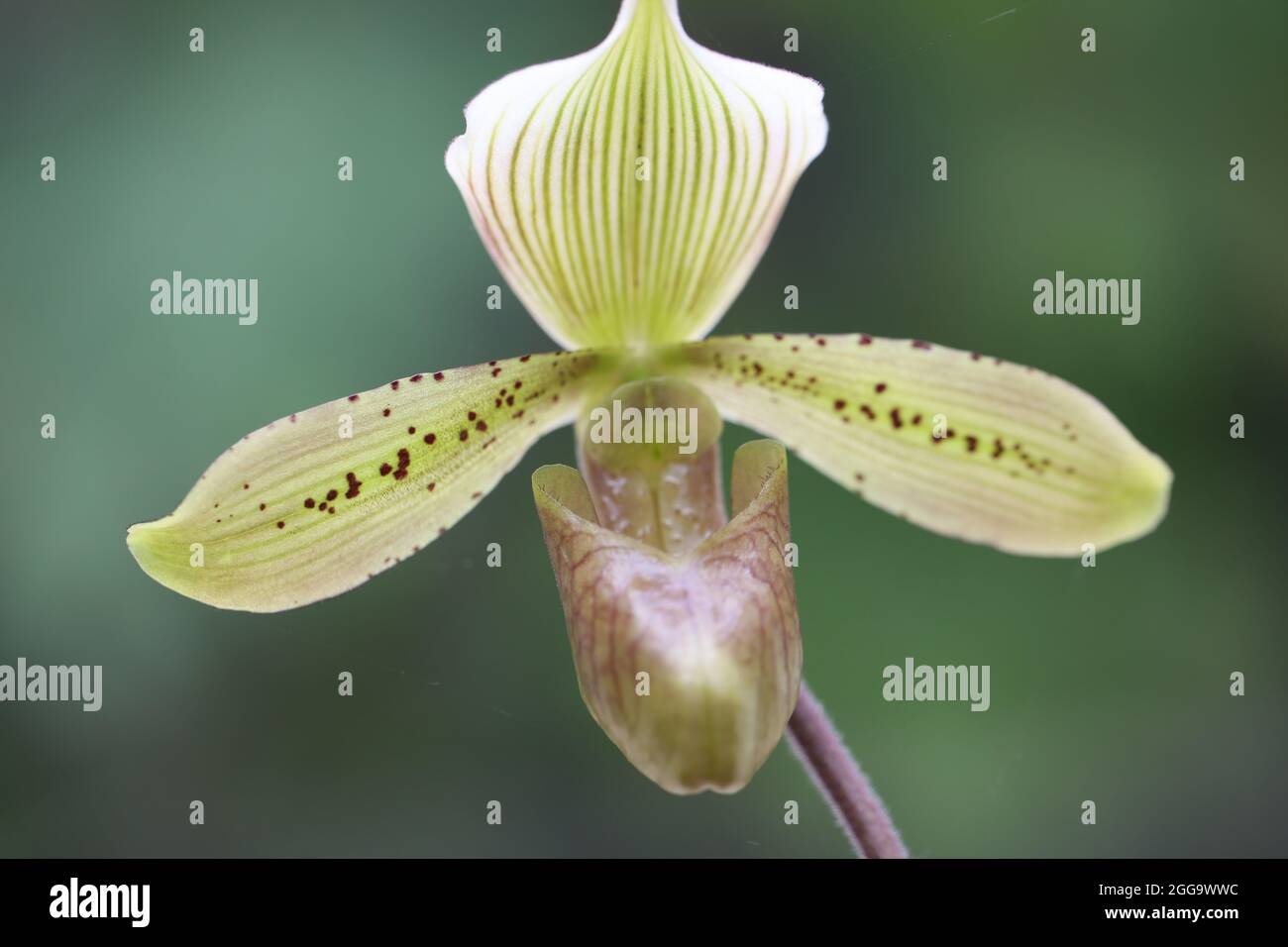 Close up of exotic Tom Dundon orchid  Paphiopedilum tonsum 'Allegro' × P. tonsum Stock Photo