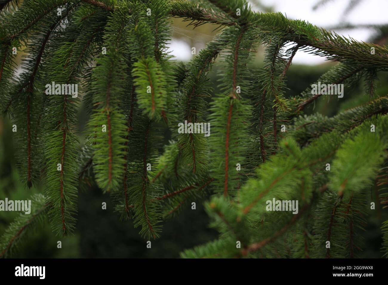 Abstract European or Norway Spruce branchlets / Picea abies Stock Photo