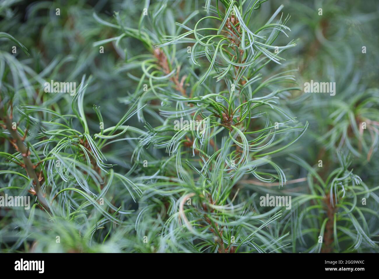 Eastern White Pine / pinus strobus Tiny Kurls Stock Photo