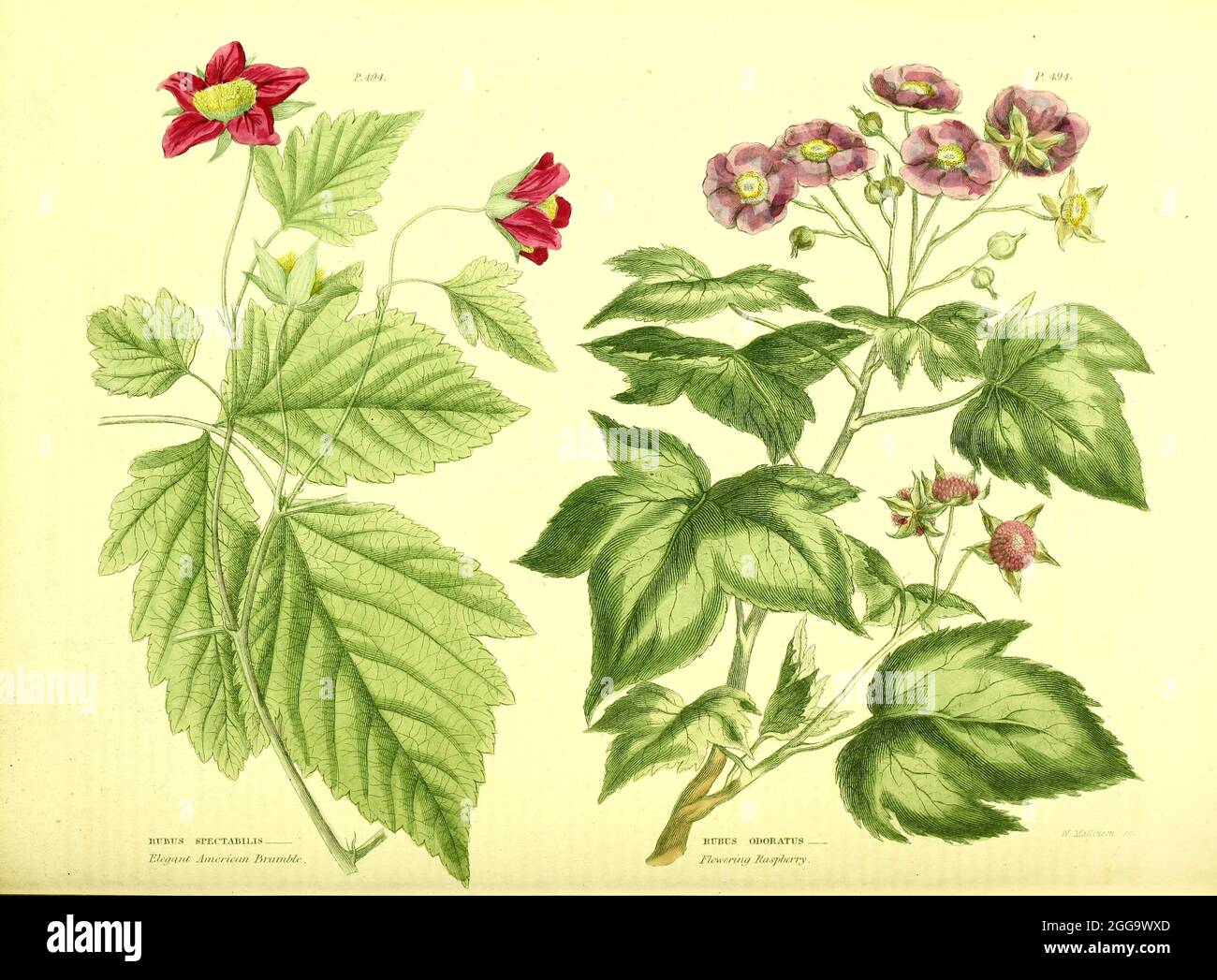 Rubus spectabilis [Elegant American Bramble], Rubus odoratus [Flowering Raspberry] from Vol II of the book The universal herbal : or botanical, medical and agricultural dictionary : containing an account of all known plants in the world, arranged according to the Linnean system. Specifying the uses to which they are or may be applied By Thomas Green,  Published in 1816 by Nuttall, Fisher & Co. in Liverpool and Printed at the Caxton Press by H. Fisher Stock Photo