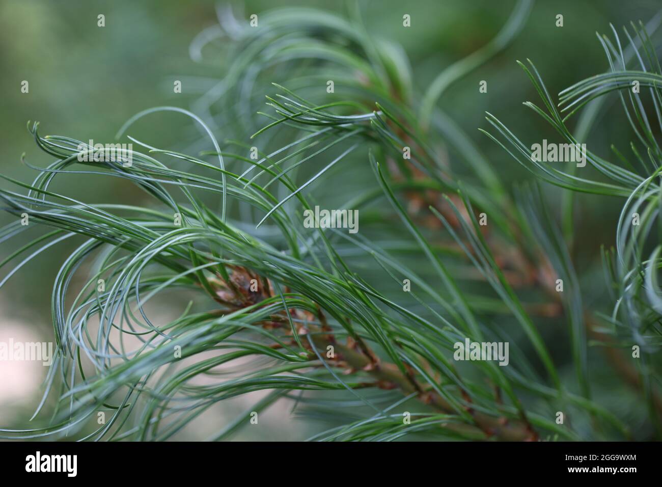 Eastern White Pine / pinus strobus Tiny Kurls Stock Photo