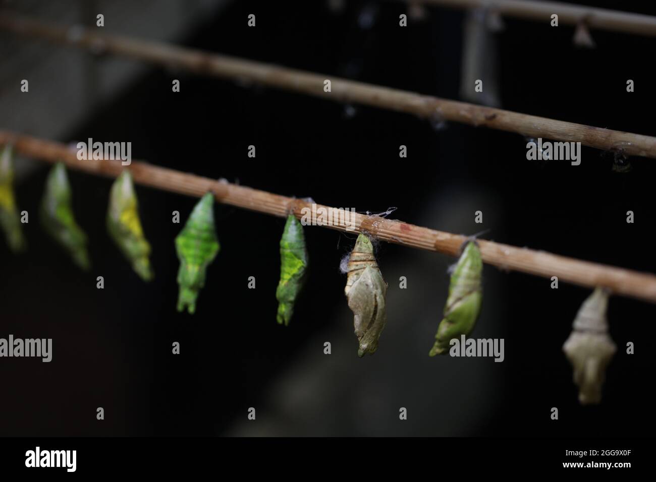 Butterfly Pupa Pupae High Resolution Stock Photography and Images - Alamy