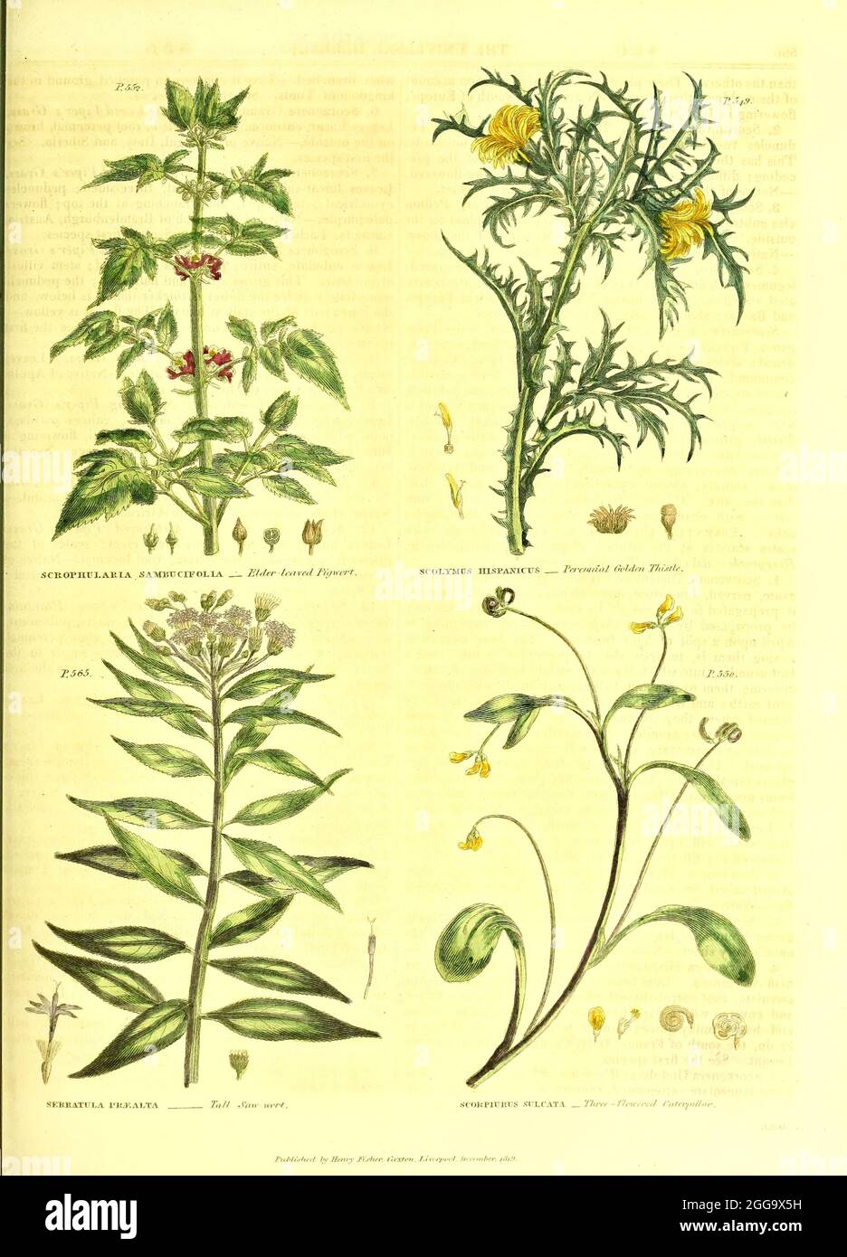 Scrophularia samnucifolia [Elder-leaved Figwort], Scolymus hispanicus [Peruvian Golden Thistle] Serratula praealta [Tall Saw-wort] Scorpiurus sulcata [Three-Flowered Caterpillar] from Vol II of the book The universal herbal : or botanical, medical and agricultural dictionary : containing an account of all known plants in the world, arranged according to the Linnean system. Specifying the uses to which they are or may be applied By Thomas Green,  Published in 1816 by Nuttall, Fisher & Co. in Liverpool and Printed at the Caxton Press by H. Fisher Stock Photo