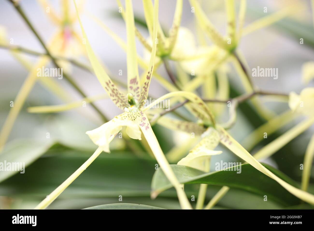 Spider Orchid Brassia Eternal Wind Gx Stock Photo