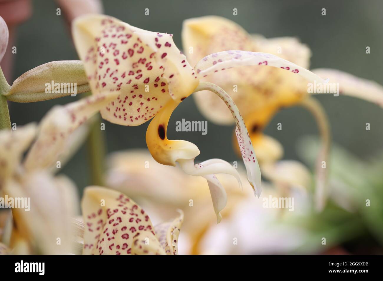 Colombian Orchid  Stanhopea jenischiana Stock Photo