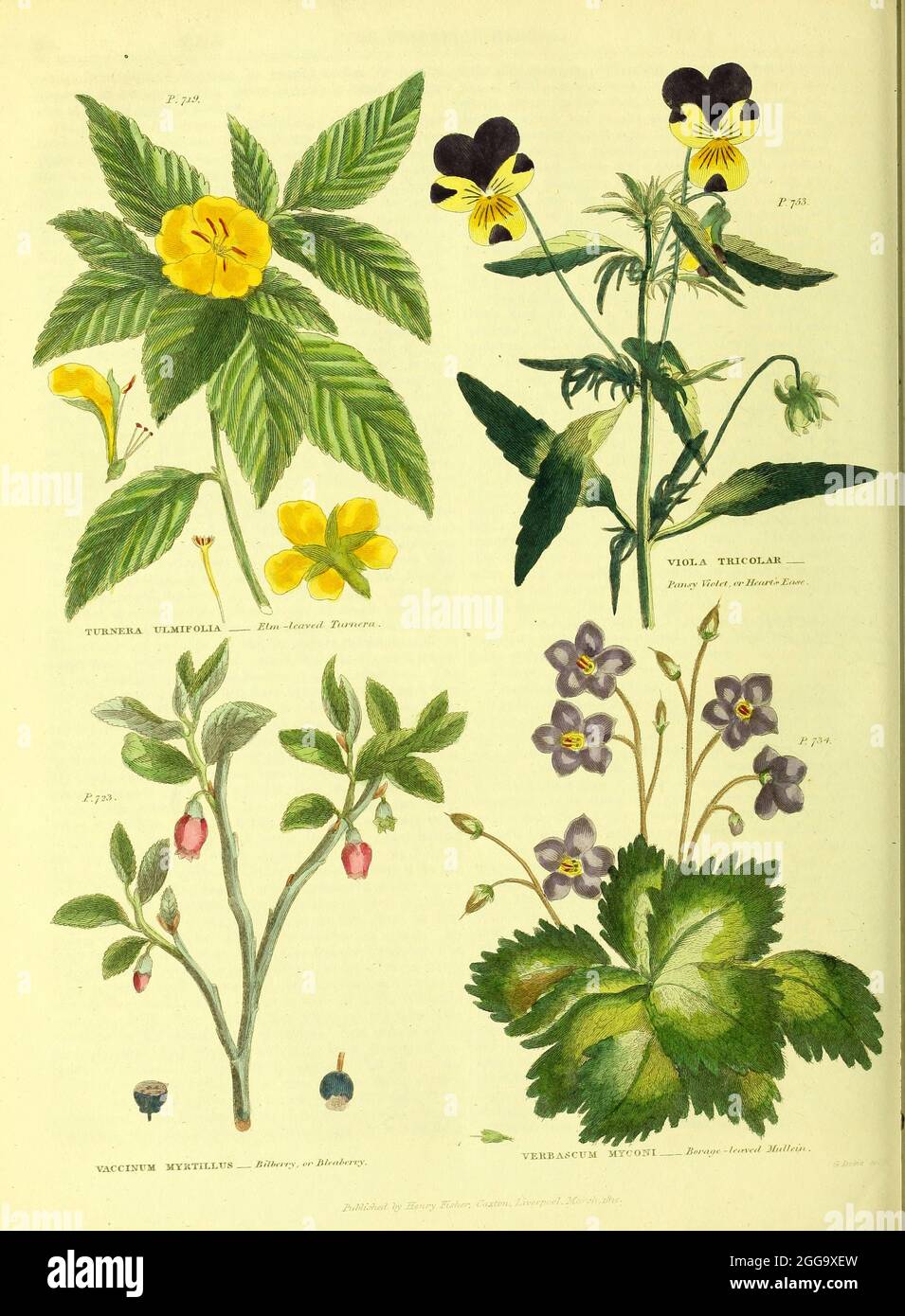 Turnera ulmifolia [Elm Leaved Turnera], Viola Tricolar [Pansy Violet or Heart's Ease], Vaccinum myrtillus [Bilberry or bleaberry] Verbascum myconi [Borage leaved Mullein] from Vol II of the book The universal herbal : or botanical, medical and agricultural dictionary : containing an account of all known plants in the world, arranged according to the Linnean system. Specifying the uses to which they are or may be applied By Thomas Green,  Published in 1816 by Nuttall, Fisher & Co. in Liverpool and Printed at the Caxton Press by H. Fisher Stock Photo
